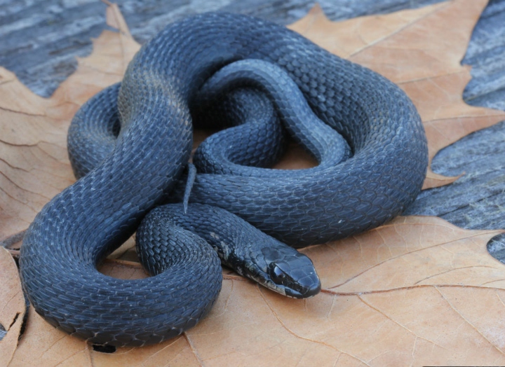Melanistic Eastern Garter Snake
